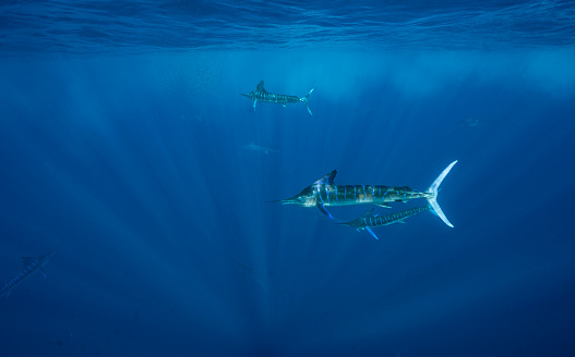 Group of Marlins hunting