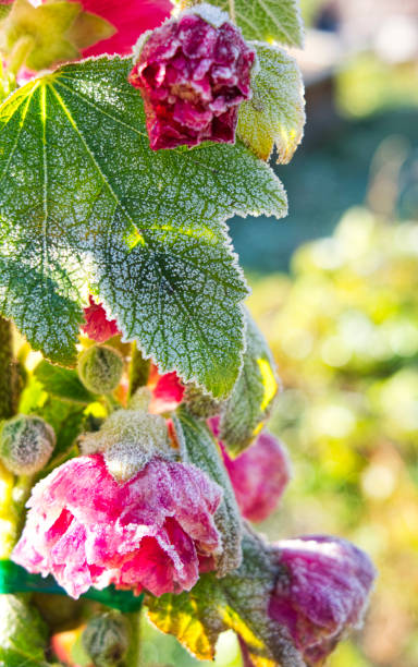 istock First frost on pink hollyhock flowers in fall. 1441035424