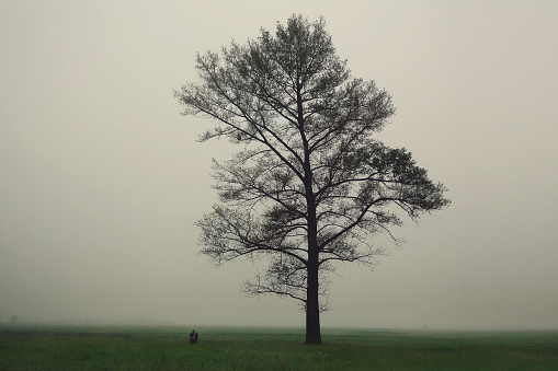 two people on a background of a tree in the fog.