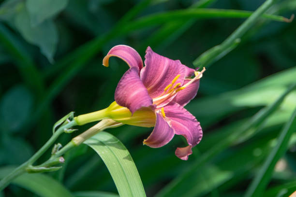 istock Flower-Daylily- Howard County, Indiana 1441037920