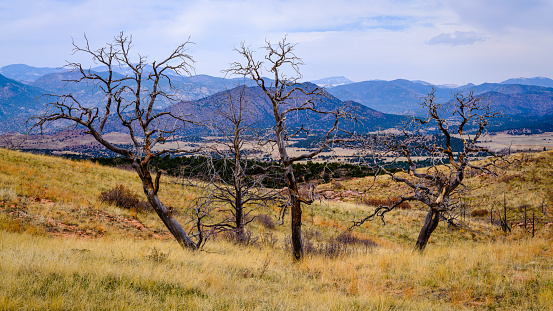 Mountain ranch with dead trees in Royal Gorge, Canon City, Colorado
