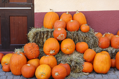 Orange pumpkins lying in the haystack. Pumpkin farmer's market. autumn harvest of vegetables.Harvest pumpkins. Autumn pumpkin season.October and November. The time of harvest. Halloween, Thanksgiving.