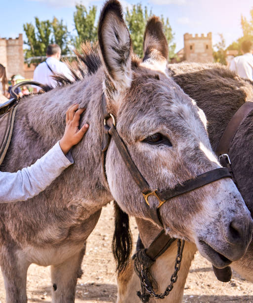 istock boy strocking his donkey on a farm 1441040626