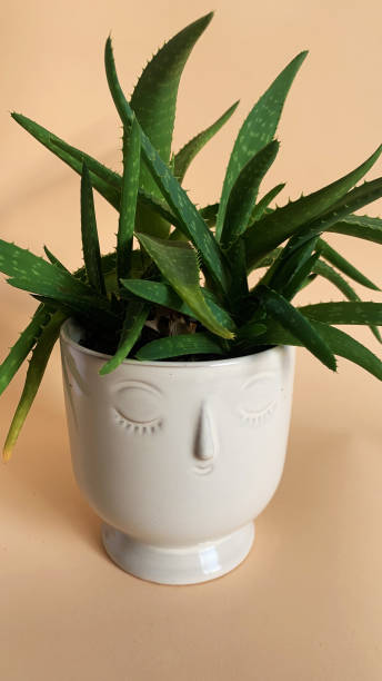 Aloe vera plant in the pot with a face.