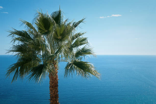 A palm tree against blue sky and sea stock photo