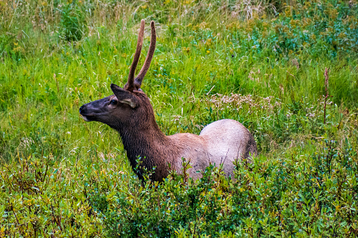 Young Bull Elk in Yellowstone National Park in Wyoming