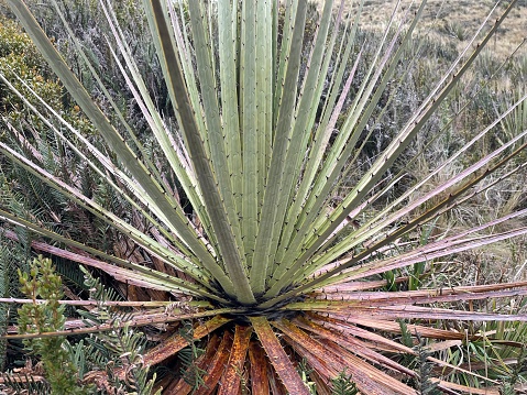 Puya clava-herculis