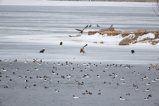 Bald Eagles, gulls and a variety of ducks settle down for the night on ice covered lake near Ogallala, Nebraska in central USA.