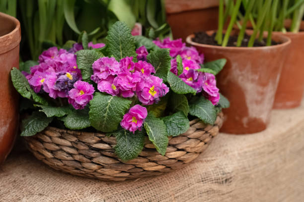 Blooming pink primula flowers potted in wicker flowerpot in home garden Blooming pink primula flowers potted in wicker flowerpot in home garden primula stock pictures, royalty-free photos & images