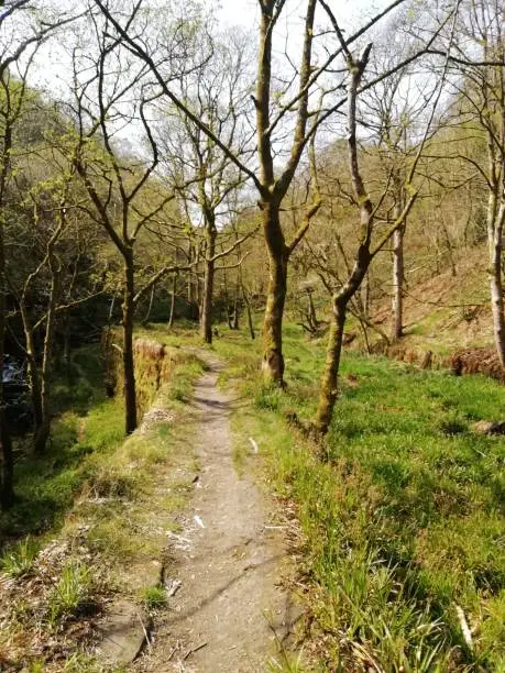 Path in woodland next to an old millpond in the colden valley near hebden bridge