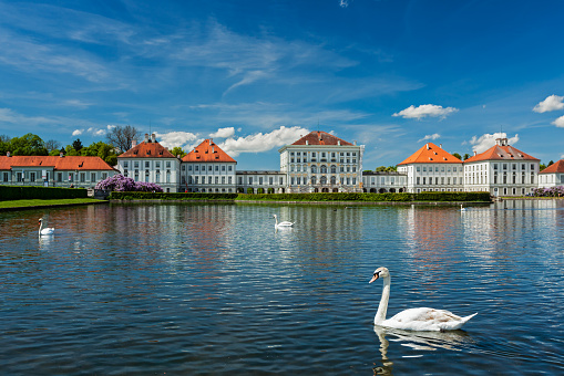 Munich, Germany - May 8, 2012: Swan in pond in front of the Nymphenburg Palace. Munich, Bavaria, Germany
