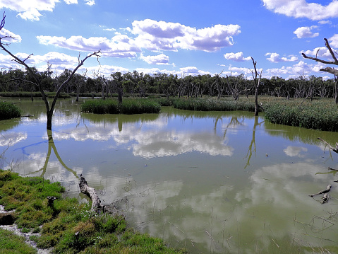 Wetland or Swamp in the Murray Darling Basin