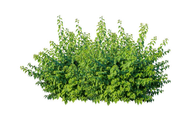 istock Tropical plant flower bush shrub tree isolated on white background with clipping path 1441062291