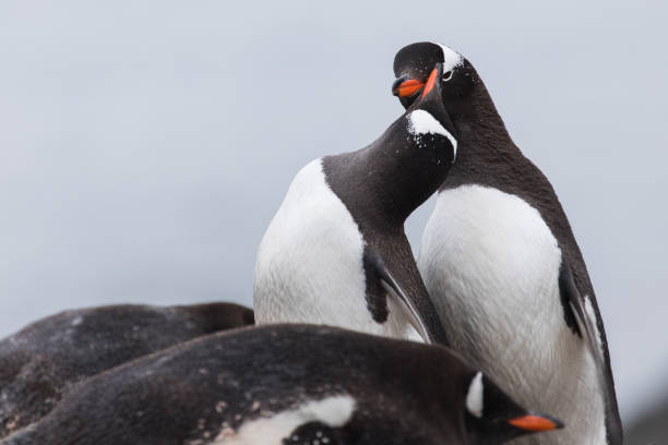 istock Gentoo Penguin Close-Up, Antarctica 1441063602