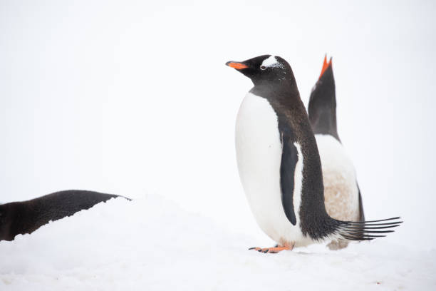istock Gentoo Penguin Close-Up, Antarctica 1441063606