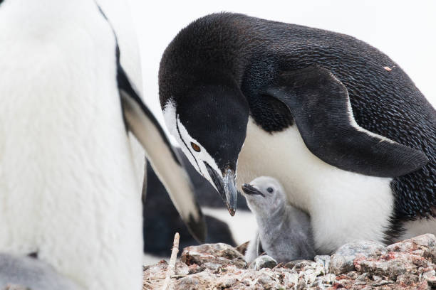 A Chinstrap Penguin (Pygoscelis antarctica) and chick as seen at Barrientos Island on the Antarctic Peninsula.