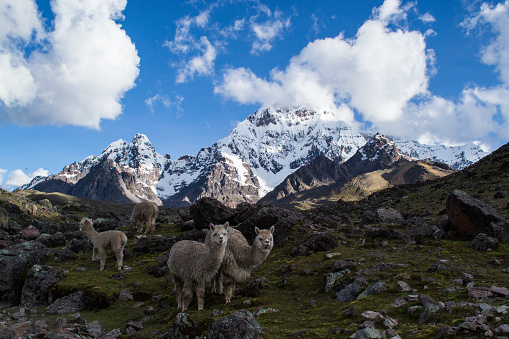 Four llamas graze in a meadow in the foothills of Mount Ausangate in the peruvian Andes