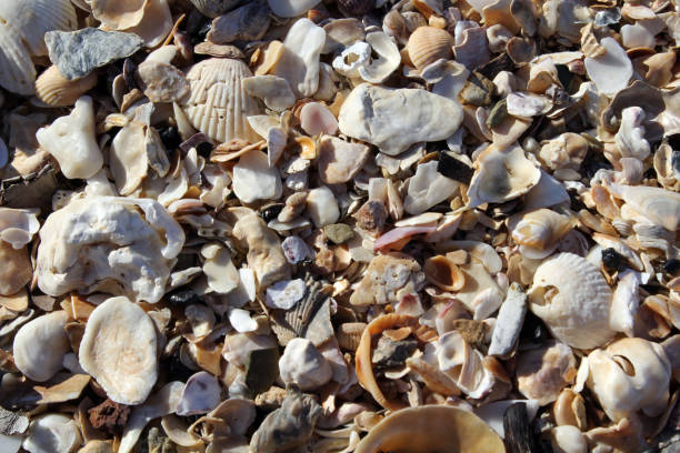 istock Close up textured background of seashells on a beach 1441066799