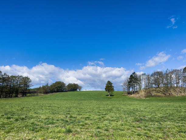istock Meadow with wide sky and trees 1441067084