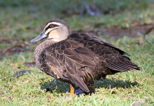 istock Pacific black duck bird standing on green grass 1441067306