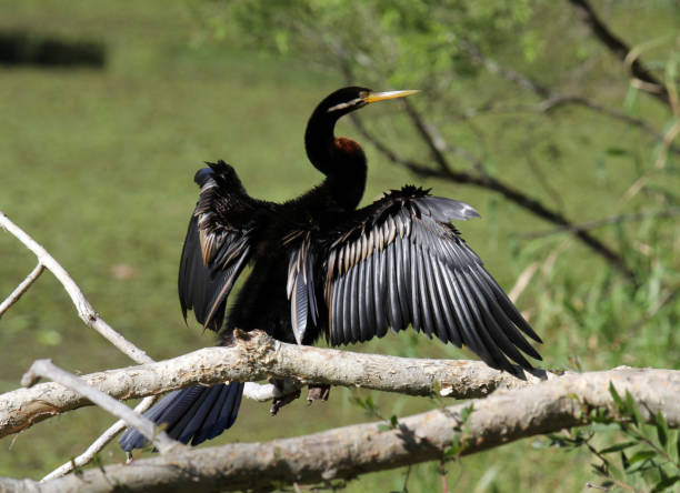 istock Australasian darter bird sitting on a tree branch with its wings spread out 1441069062