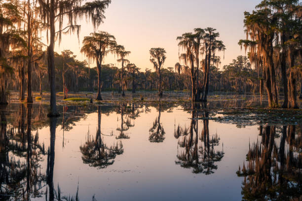 wschód słońca swamp cypress trees - cyprysy zdjęcia i obrazy z banku zdjęć