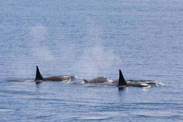 istock Pod of Killer Whales (Orca), Antarctica 1441072895