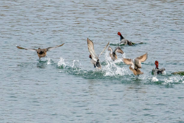 Redhead ducks (Aythya americana) taking flight from the water surface and flying together near Ogallala, Nebraska in central USA.