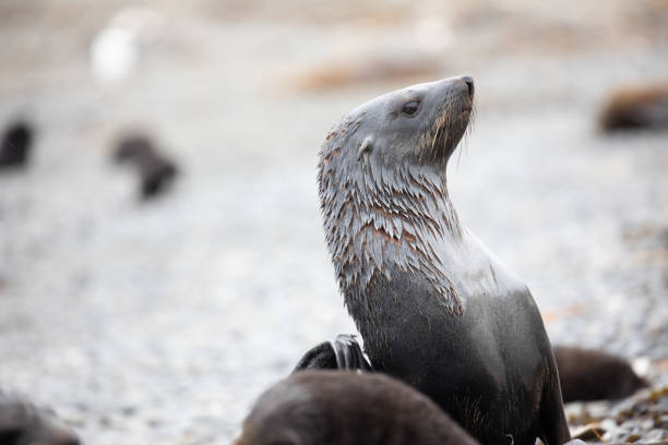 A fur seal as seen in South Georgia