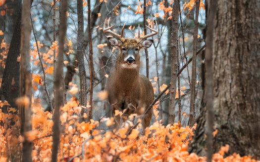 8 Pointer Deer Buck Fall