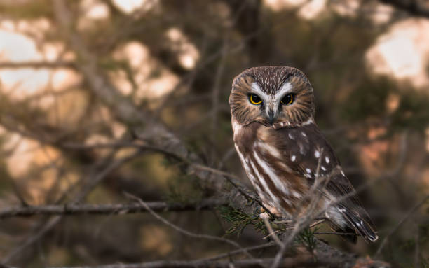Saw Whet Owl at Sunset Saw Whet Owl at Sunset owls stock pictures, royalty-free photos & images