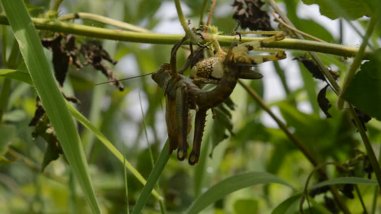 grasshoppers change skin