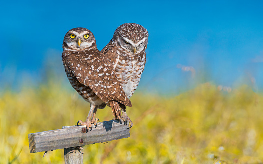 Beautiful little owl in the wild. Athene noctua. Owl chick on a stick, on a beautiful background.