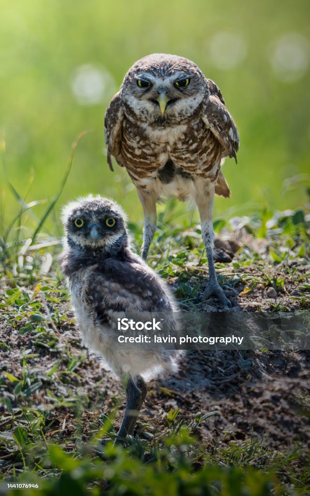 Burrowing Owl Mom and Baby Animal Stock Photo