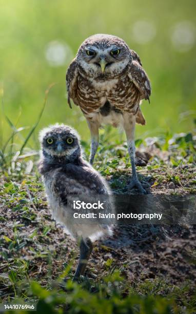 Burrowing Owl Mom And Baby Stock Photo - Download Image Now - Animal, Animal Family, Animal Themes