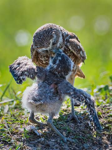 Burrowing Owl Feeding Baby
