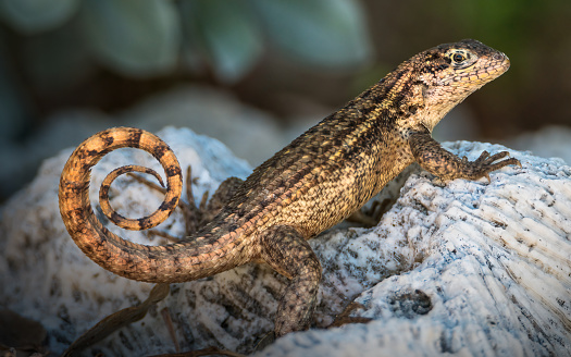 Portrait of green lizard on tree strain in a meadow