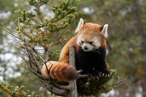 red panda climbing a tree