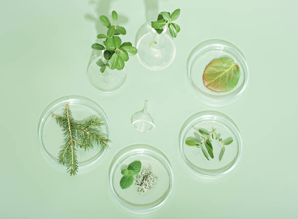 istock using herbal ingredients in pharmacy, dermatology and supplement production. petri dishes with various herbs and leaves of plants on green background. 1441078065