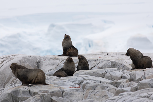 A group of fur seals photographed at Portal Point on the Antarctic Peninsula