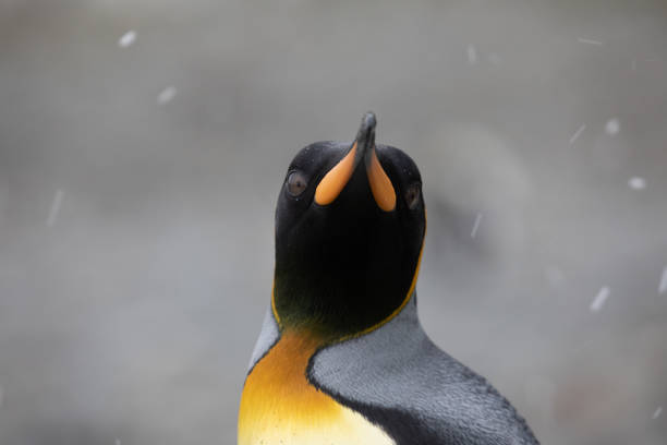 King Penguin Close-Up, South Georgia Close-up of a King Penguin (Aptenodytes patagonicus) on South Georgia Island king penguin stock pictures, royalty-free photos & images