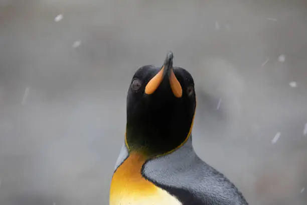 Close-up of a King Penguin (Aptenodytes patagonicus) on South Georgia Island