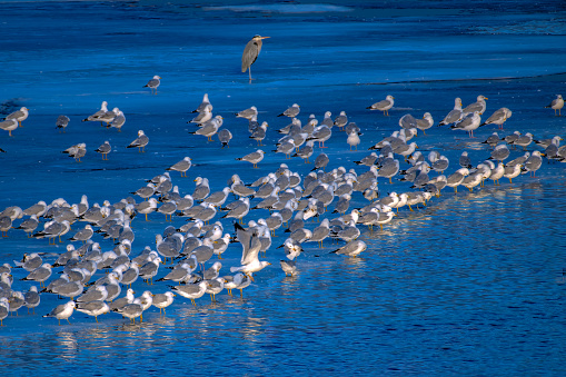 A Great Blue Heron and a flock of Ring-billed Gulls (Larus delawarensis) at dusk resting on ice in lake near Ogallala Nebraska, USA
