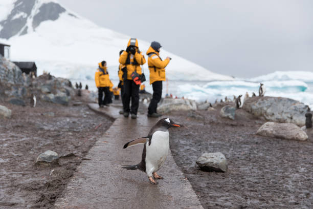 Tourists Photographing Gentoo Penguin Tourists photograph a Gentoo Penguin at Gore Videla Station, Paradise Harbour, Antarctic Peninsula. antarctica travel stock pictures, royalty-free photos & images