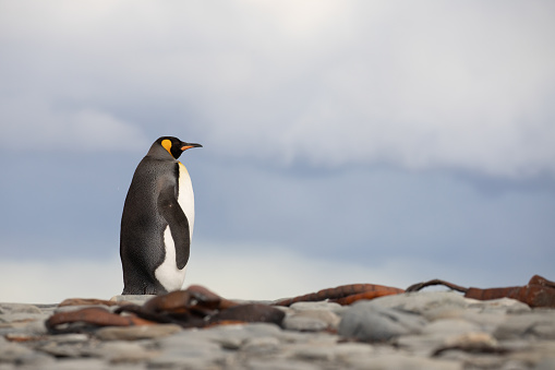 A lone King Penguin (Aptenodytes patagonicus) seen on the island of South Georgia.