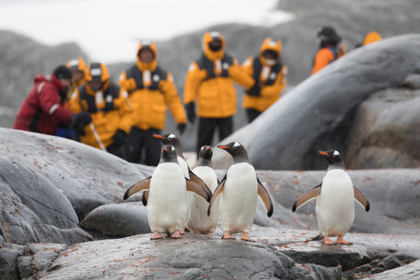 Tourists Watch Penguins, Petermann Island Tourists photographing Gentoo Penguins (Pygoscelis papua) on Petermann Island on the Antarctic Peninsula antarctica travel stock pictures, royalty-free photos & images