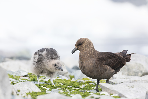 A South Polar Skua and its chick photographed on Danco Island on the Antarctic Peninsula