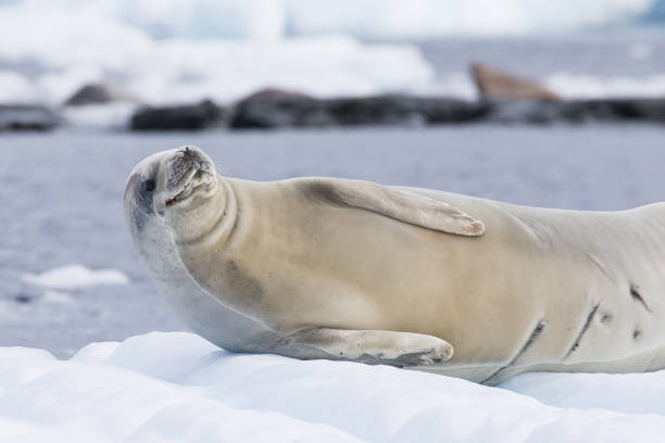 istock Crabeater Seal, Antarctica 1441082089