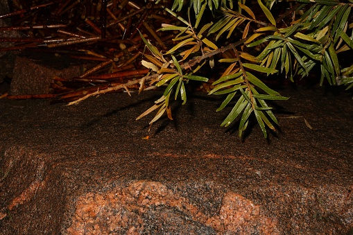 Tea tree branches and a large stone, background