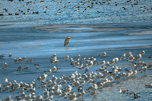 A Great Blue Heron, ducks and a flock of Ring-billed Gulls (Larus delawarensis) at dusk resting on ice in lake near Ogallala Nebraska, USA